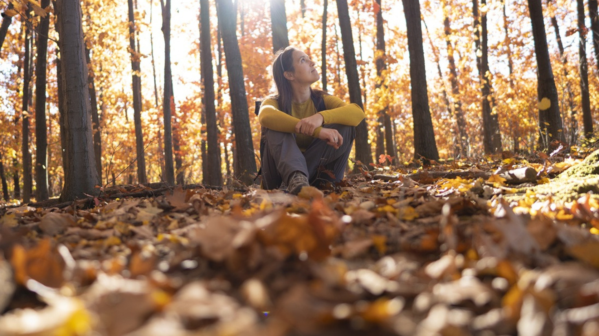Forest and Outdoor Learning Header