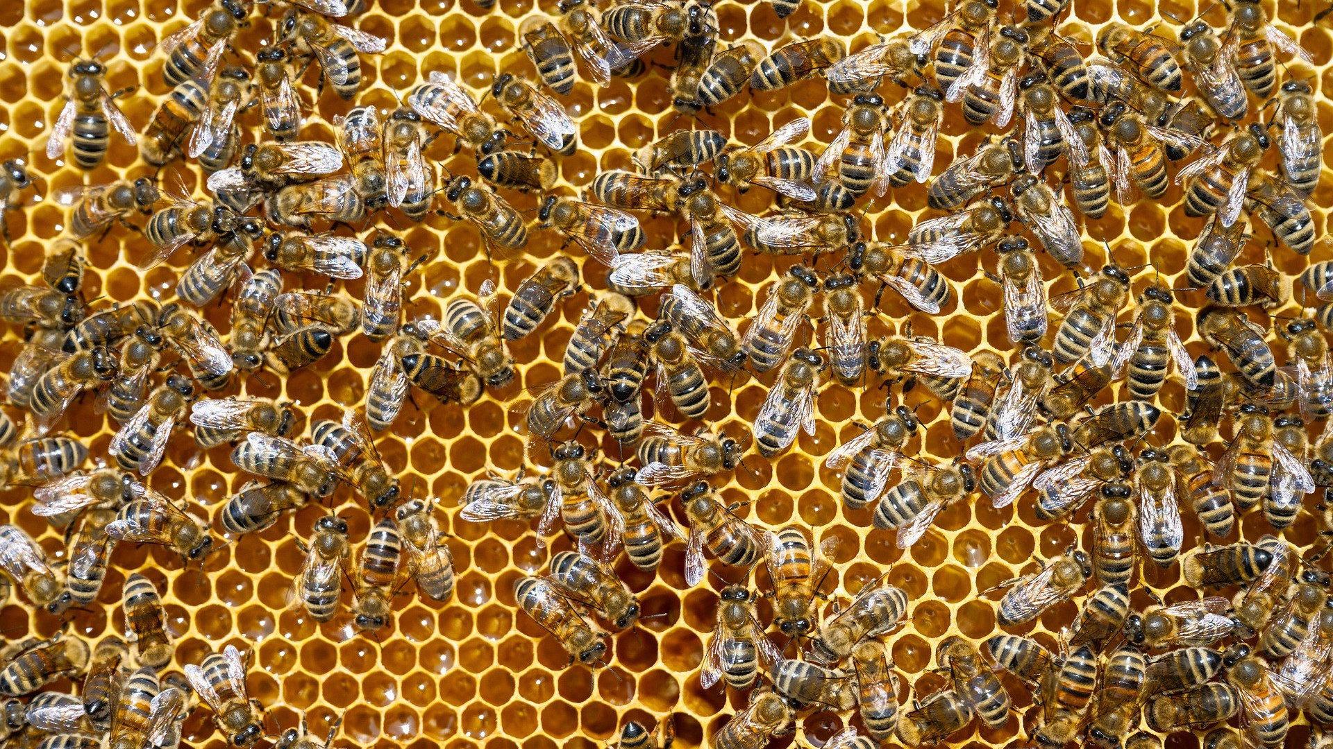 Carnolian honey bees 8072079 1920