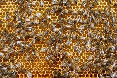 Bee-keeping for Beginners